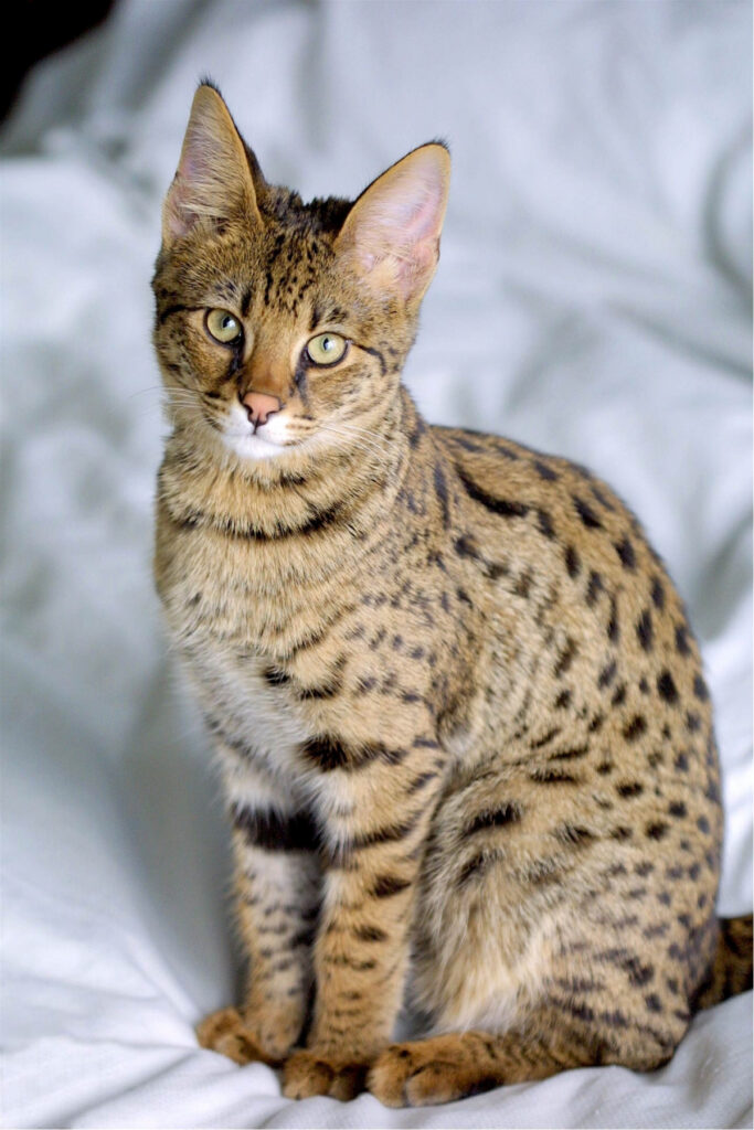 Perfiles de Razas Populares de Gatos