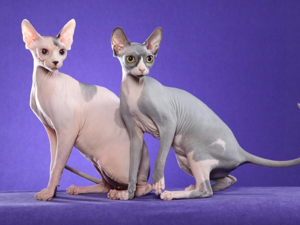 Perfiles de Razas Populares de Gatos