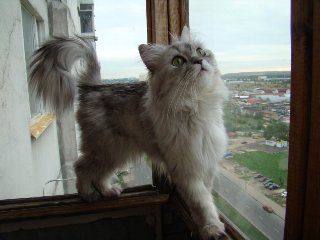 Características y Cuidados de las Razas de Gatos