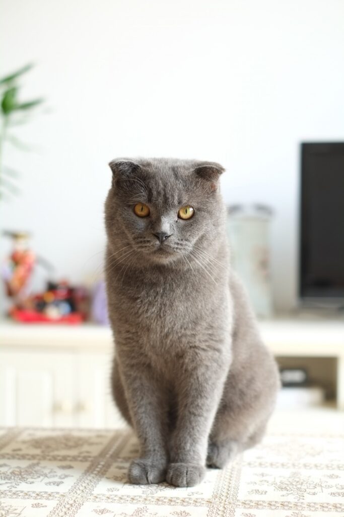 Características y Cuidados de las Razas de Gatos