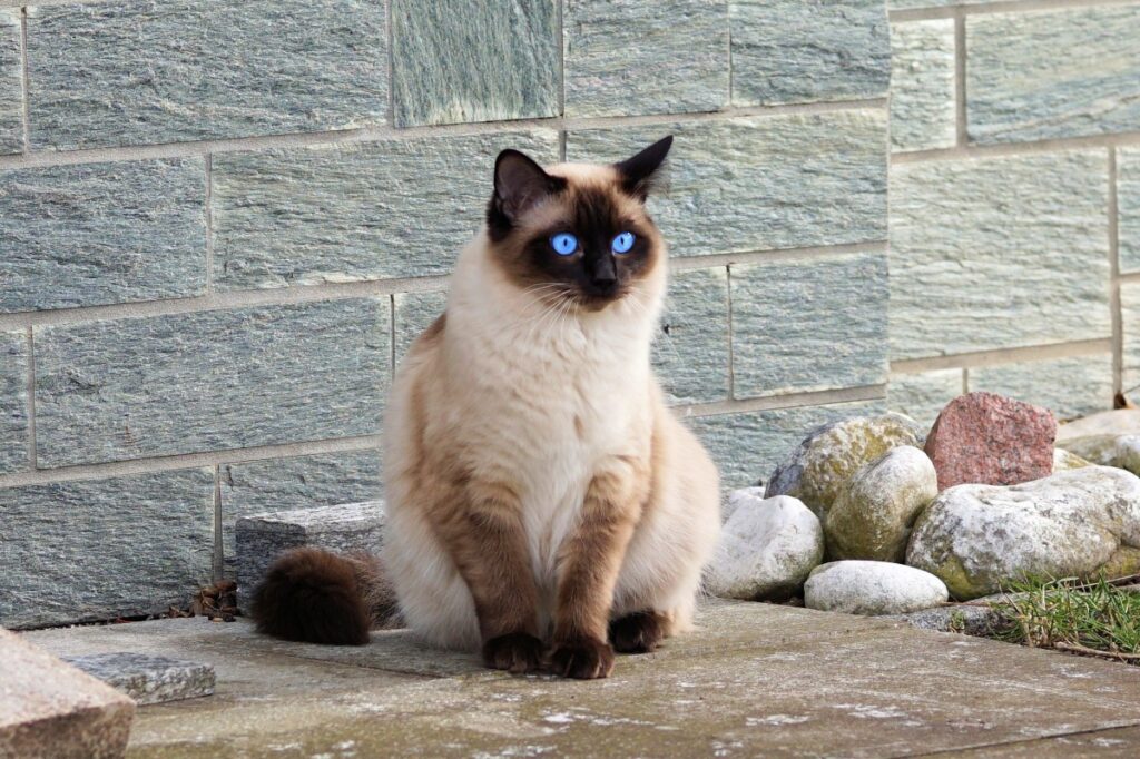 Perfiles de Razas Populares de Gatos