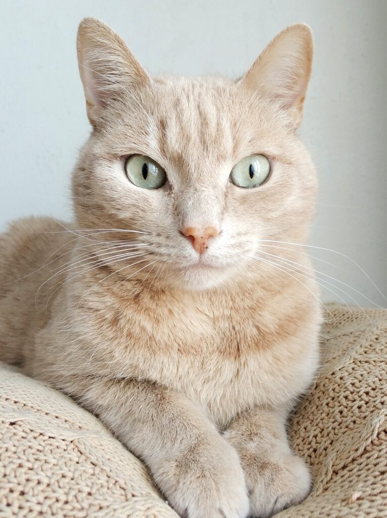 Cuidados durante el Embarazo de la Gata