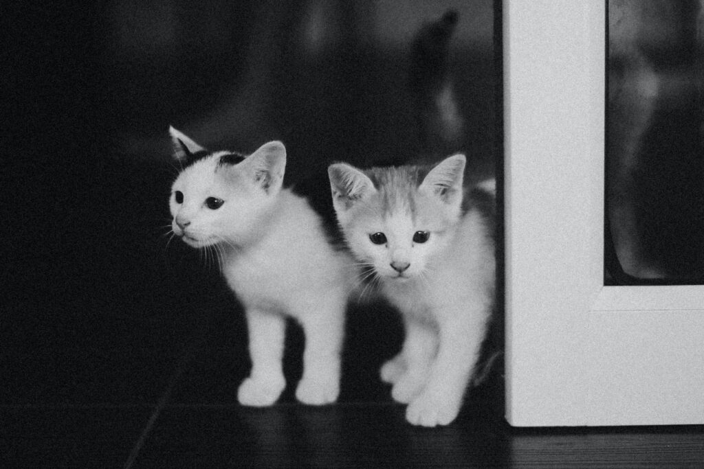 Crianza de Gatitos Recién Nacidos
