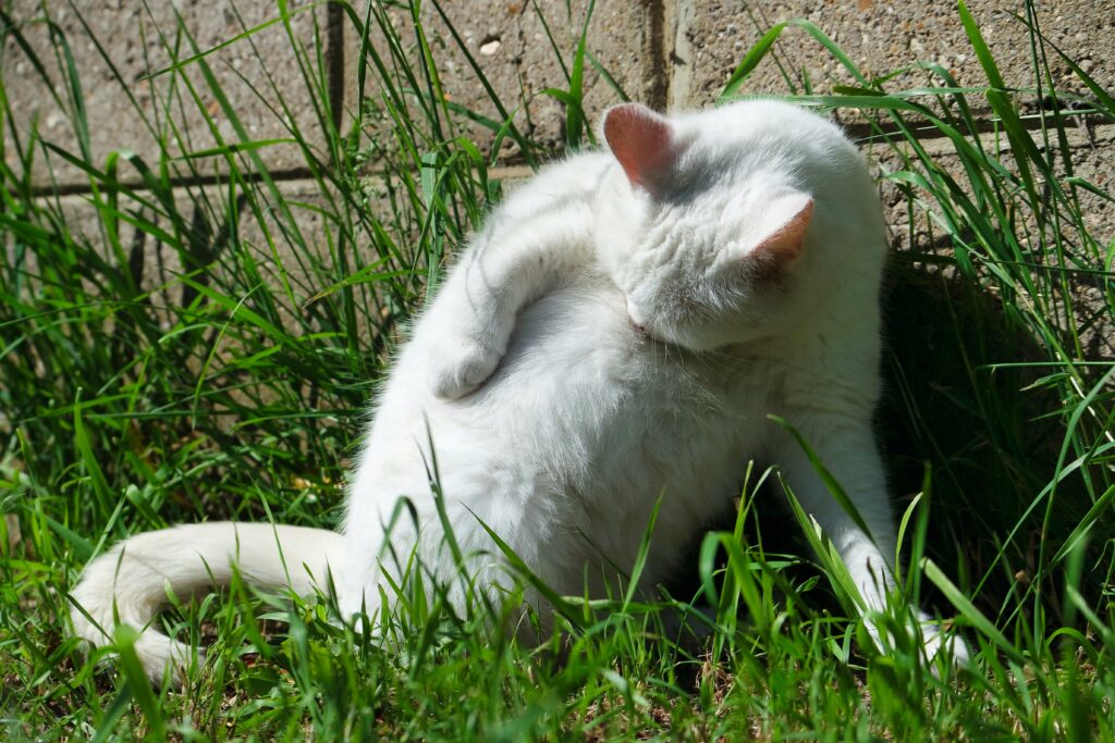 Dietas Equilibradas para Gatos