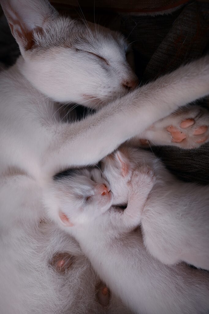 Gatitos y Crianza