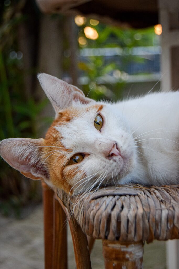 Nuevo Gato en el Hogar