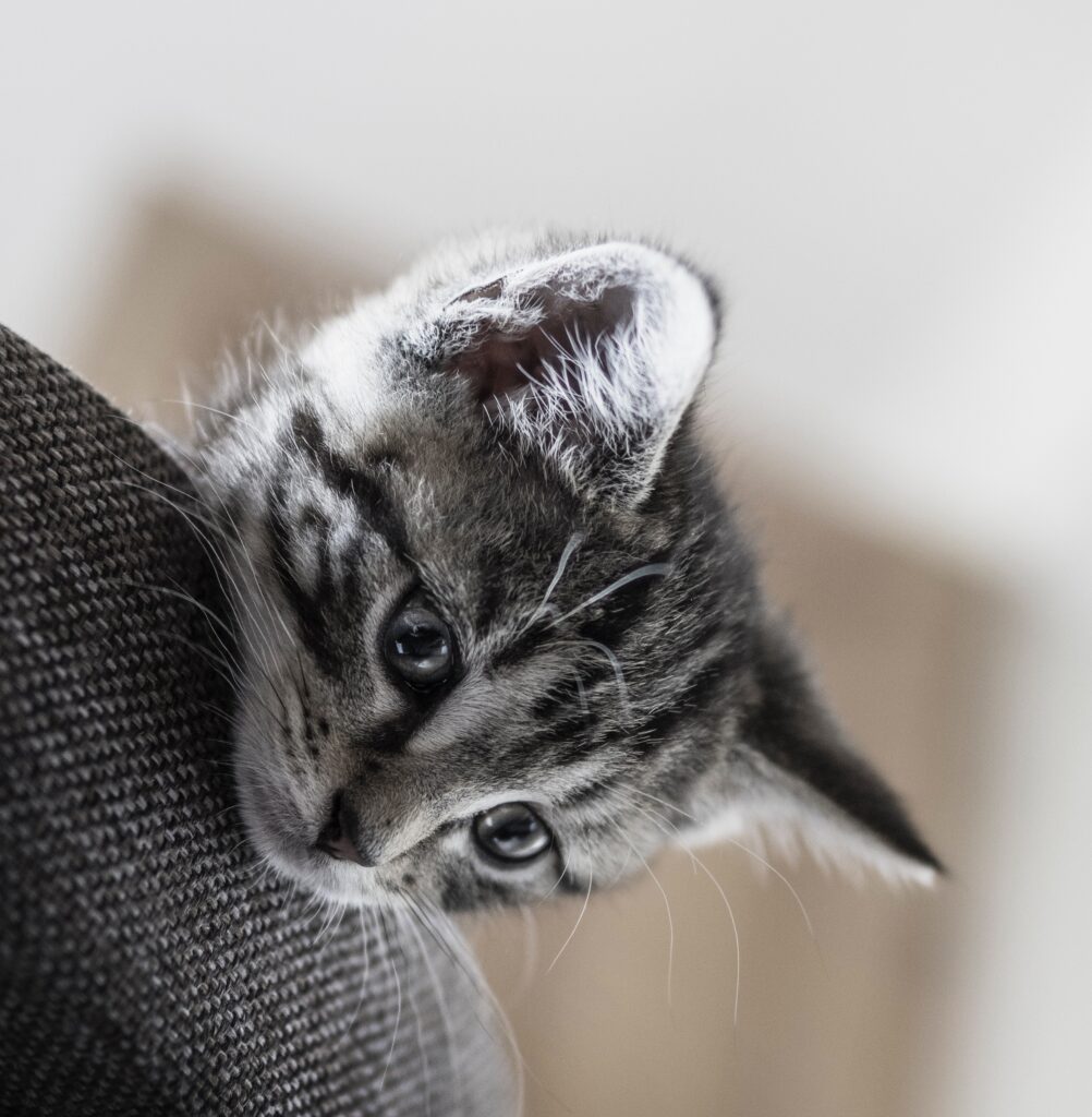 Encontrar un Nuevo Hogar para Gatitos