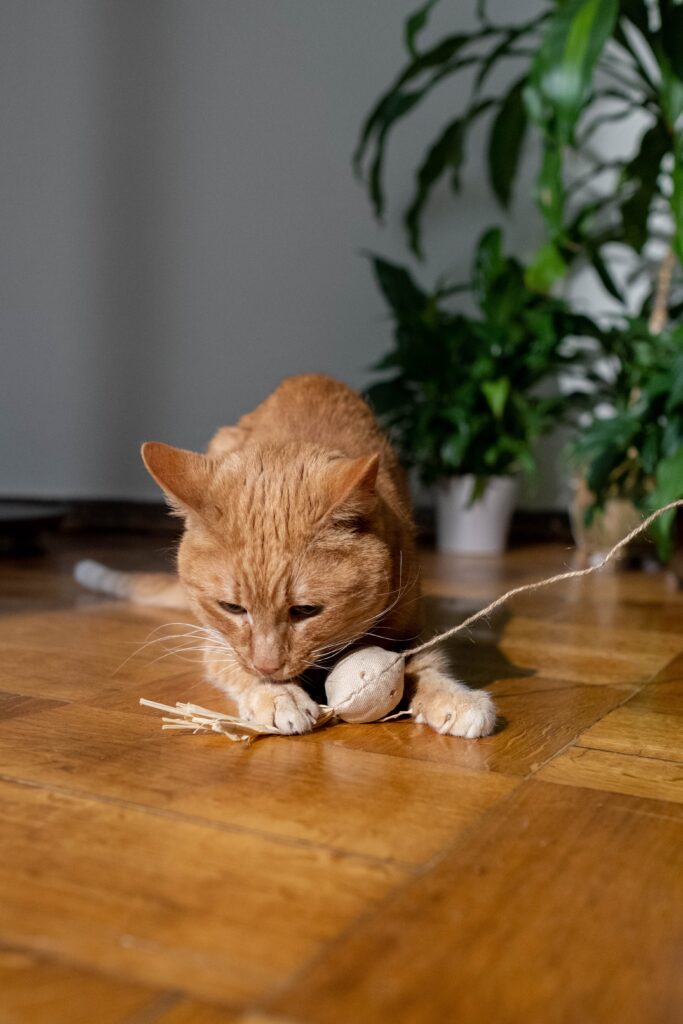 Juguetes recomendados para un Gato Activo