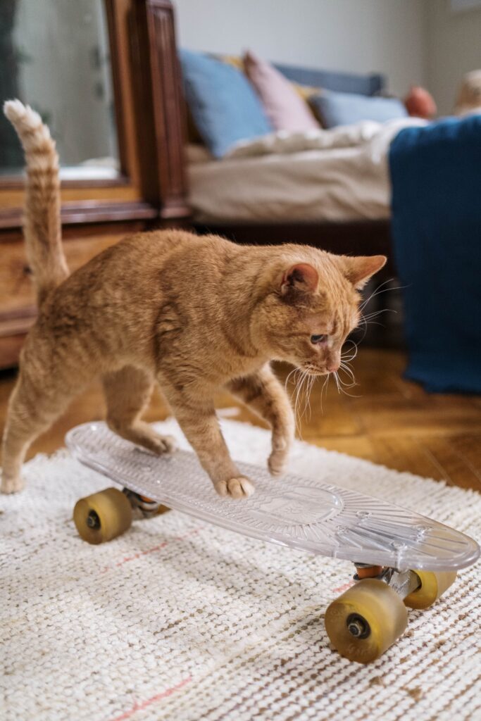 Actividades para Gatos Activos y Saludables