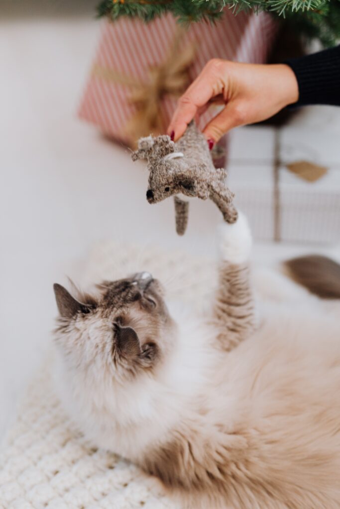 Juguetes recomendados para un Gato Activo