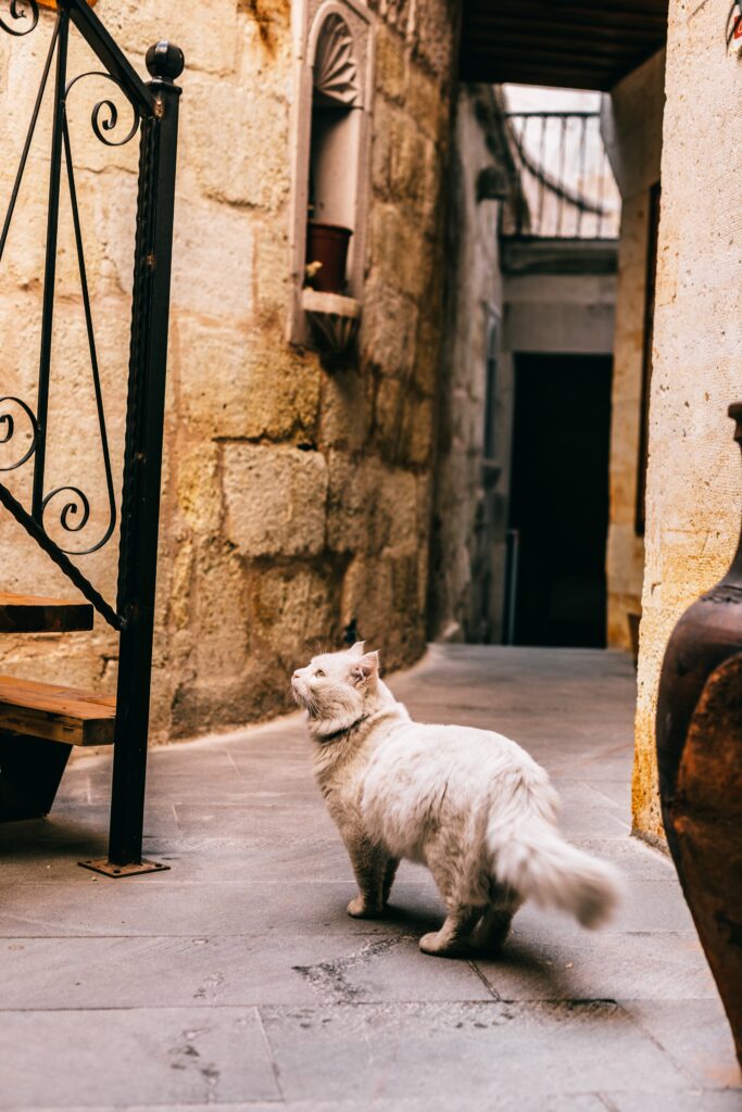 Cuidado de Gatos Mayores