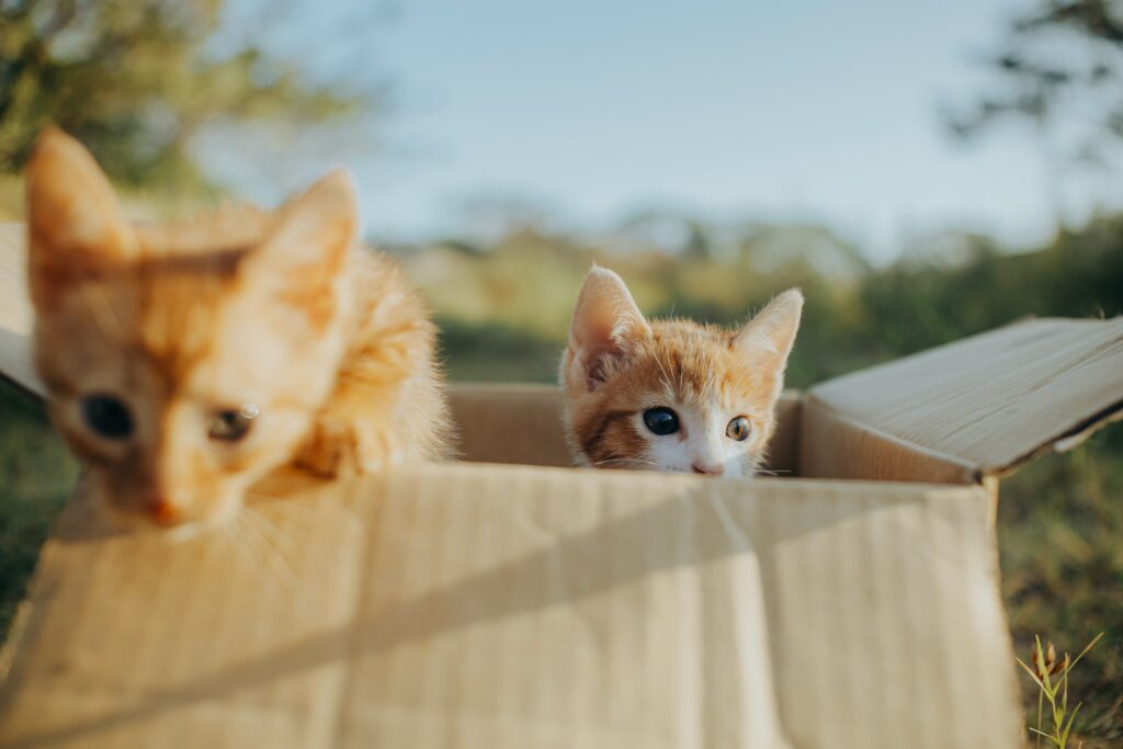 Gatitos y Crianza