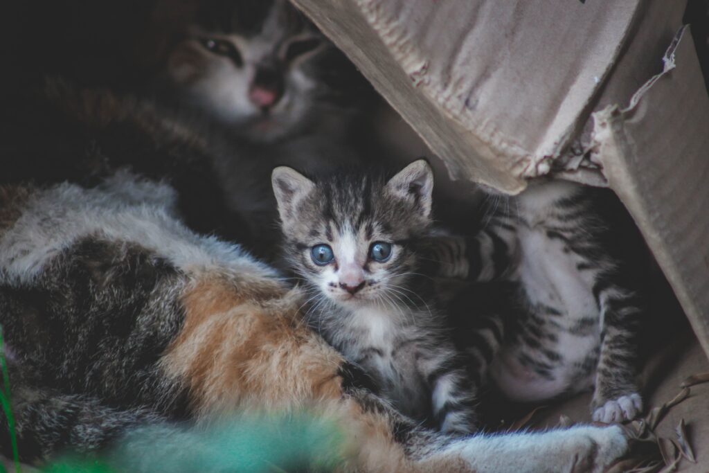 Cuidados durante el Embarazo de la Gata