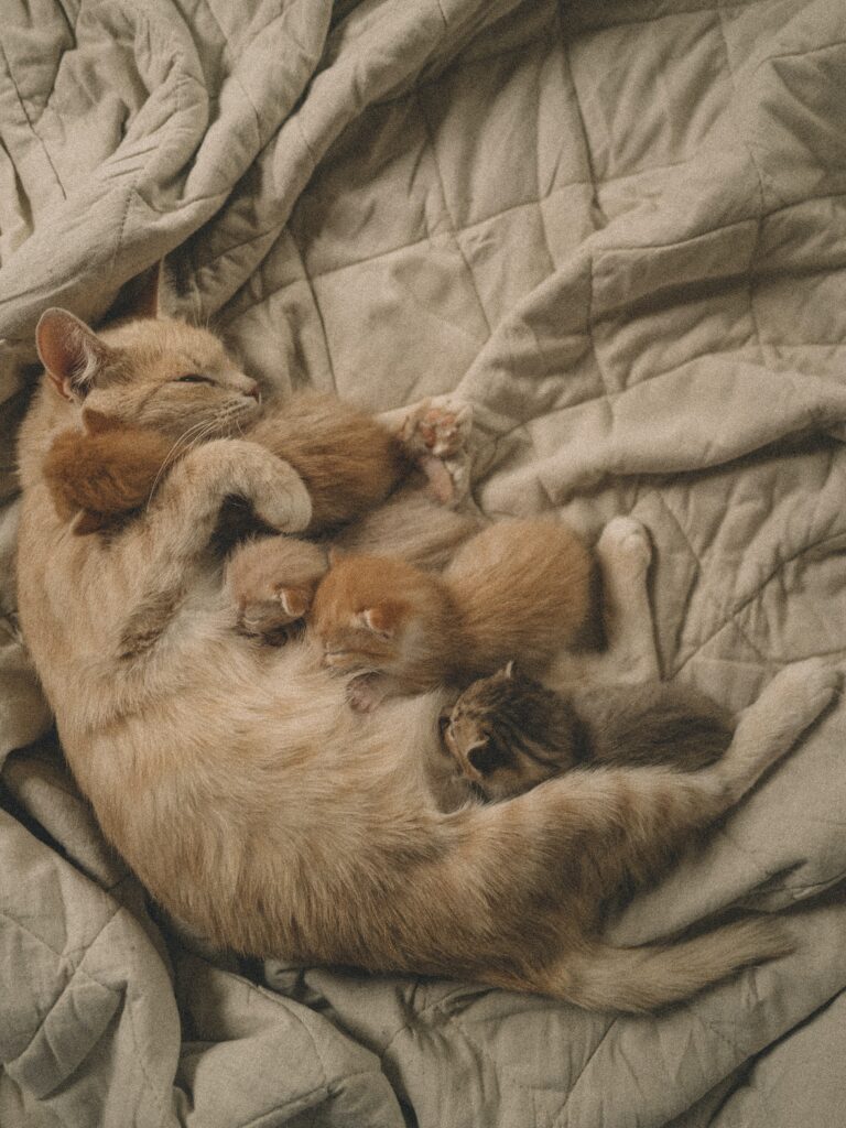 Crianza de Gatitos Recién Nacidos