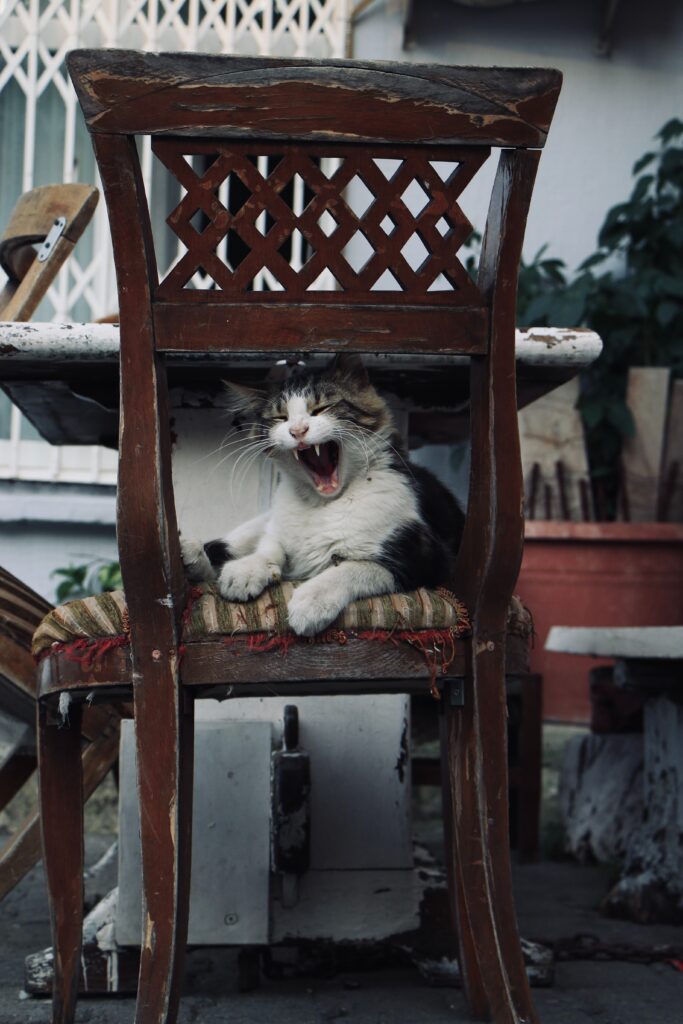 Corregir Malos Hábitos en tu Gato