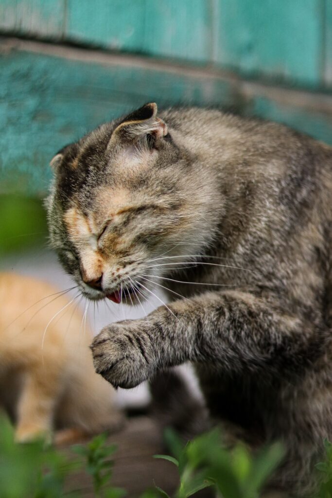 Dietas Equilibradas para Gatos