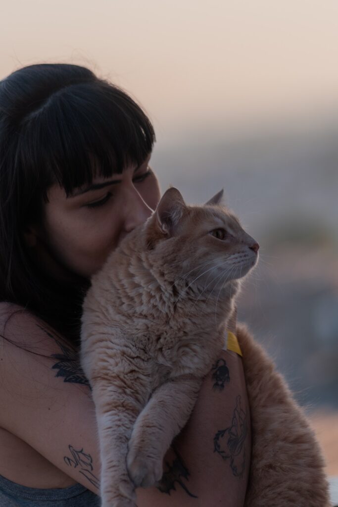 La obesidad en gatos