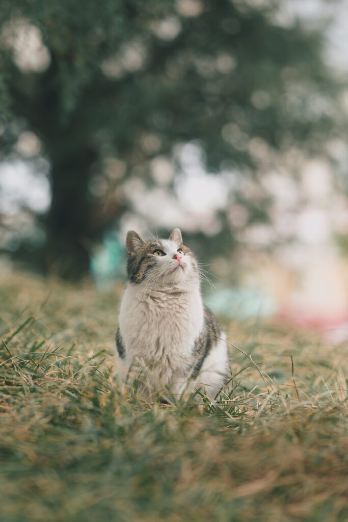 Técnicas de Adiestramiento para Gatos